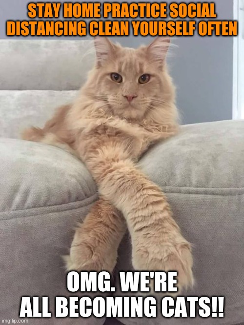 Elegant white cat on couch  | STAY HOME PRACTICE SOCIAL DISTANCING CLEAN YOURSELF OFTEN; OMG. WE'RE ALL BECOMING CATS!! | image tagged in elegant white cat on couch,coronavirus,clean | made w/ Imgflip meme maker