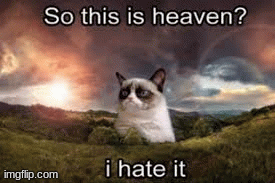cats in heaven | image tagged in memes,cats,heaven | made w/ Imgflip images-to-gif maker