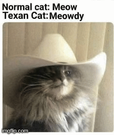 cats texan | image tagged in gifs,memes,cats,texan,cowboy cat | made w/ Imgflip images-to-gif maker