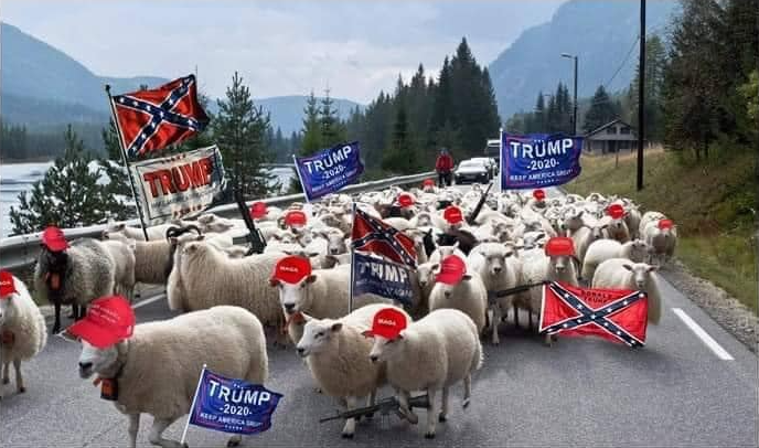 Trump supporters sheeple Blank Meme Template