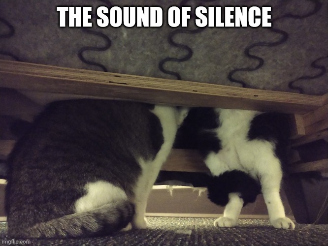 The sounds of silence | THE SOUND OF SILENCE | image tagged in cats | made w/ Imgflip meme maker