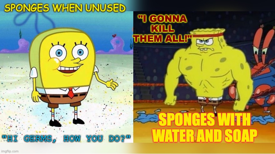 sponges when unused then add water and soap! | SPONGES WHEN UNUSED SPONGES WITH WATER AND SOAP "HI GERMS, HOW YOU DO?" "I GONNA KILL THEM ALL!" | image tagged in increasingly buff spongebob,spongebob,germs,soap,water,cleaning | made w/ Imgflip meme maker