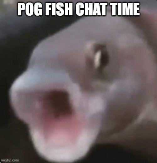 pog fish chat time anyone wanna chat? | POG FISH CHAT TIME | image tagged in poggers fish | made w/ Imgflip meme maker