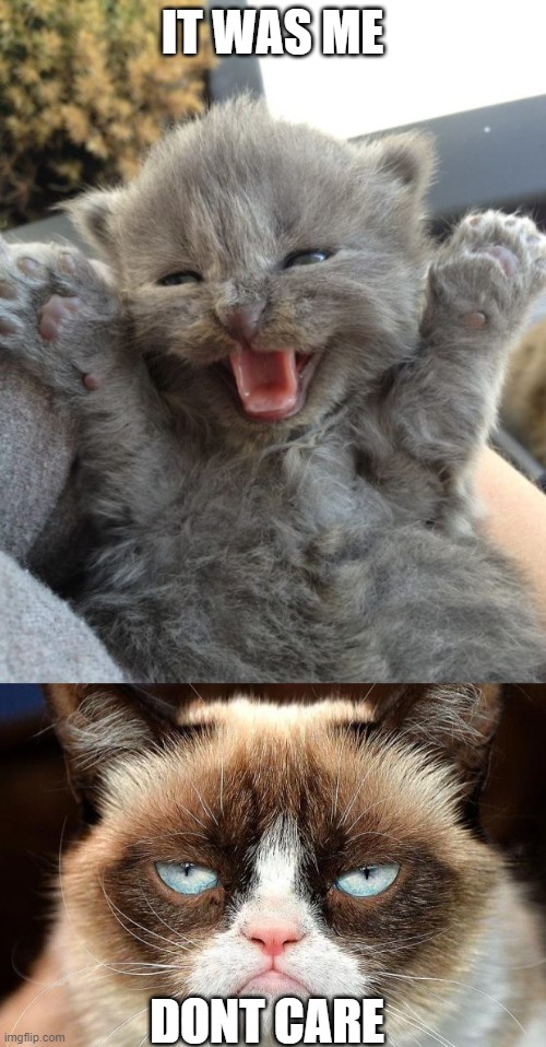 IT WAS ME DONT CARE | image tagged in yay kitty,memes,grumpy cat not amused | made w/ Imgflip meme maker