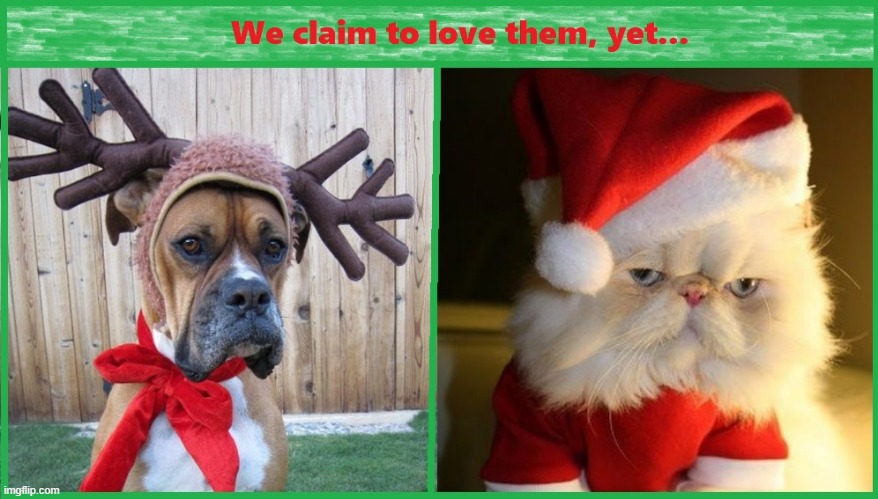 Not a Very Merry Christmas | image tagged in pets,cats,dogs,christmas,santa claus | made w/ Imgflip meme maker