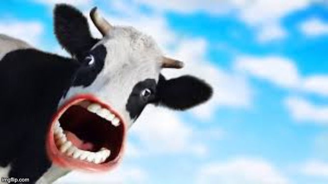 Cow... | image tagged in cow,memes,weird cow face | made w/ Imgflip meme maker