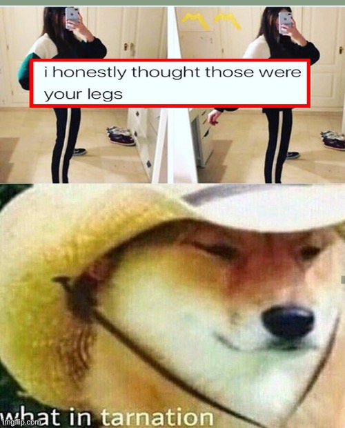 Wha- oh. | image tagged in what in tarnation dog | made w/ Imgflip meme maker