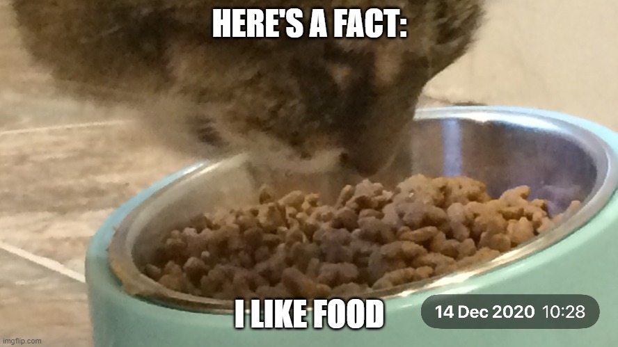 "Here's a fact..." | HERE'S A FACT:; I LIKE FOOD | image tagged in cats,cat food,tabby cats,old cats | made w/ Imgflip meme maker