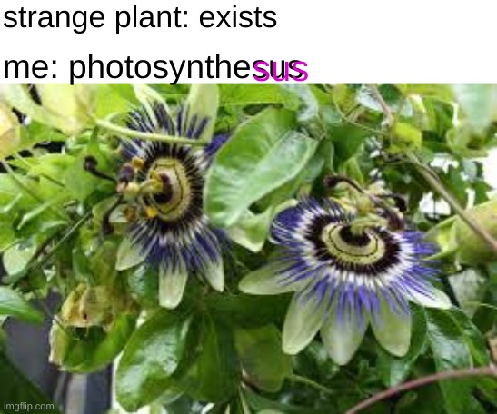 i dont trust this thing | strange plant: exists; me: photosynthesus; sus | image tagged in photosynthesus | made w/ Imgflip meme maker