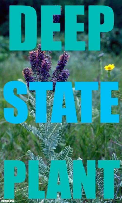 Self-explanatory. | image tagged in deep state plant | made w/ Imgflip meme maker