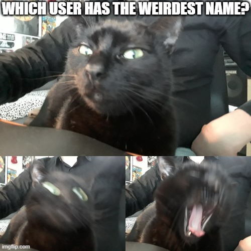 Disgusted cat | WHICH USER HAS THE WEIRDEST NAME? | image tagged in disgusted cat | made w/ Imgflip meme maker