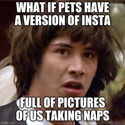 Mm-hmmm | WHAT IF PETS HAVE A VERSION OF INSTA; FULL OF PICTURES OF US TAKING NAPS | image tagged in memes,conspiracy keanu | made w/ Imgflip meme maker
