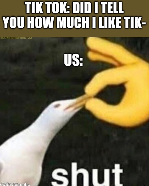 Shut Gull | TIK TOK: DID I TELL YOU HOW MUCH I LIKE TIK-; US: | image tagged in shut gull | made w/ Imgflip meme maker