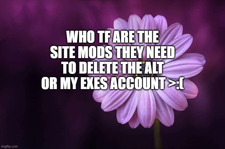 this template is the complete opposite of how i feel. | WHO TF ARE THE SITE MODS THEY NEED TO DELETE THE ALT OR MY EXES ACCOUNT >:( | made w/ Imgflip meme maker