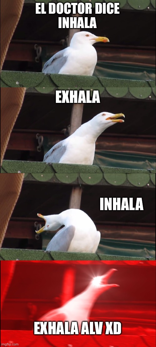 Doctor | EL DOCTOR DICE
INHALA; EXHALA; INHALA; EXHALA ALV XD | image tagged in memes,inhaling seagull | made w/ Imgflip meme maker