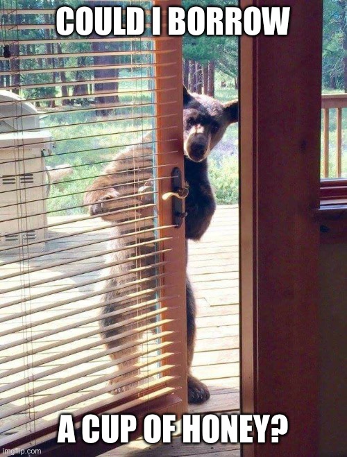 Bear at door | COULD I BORROW; A CUP OF HONEY? | image tagged in bear at door | made w/ Imgflip meme maker