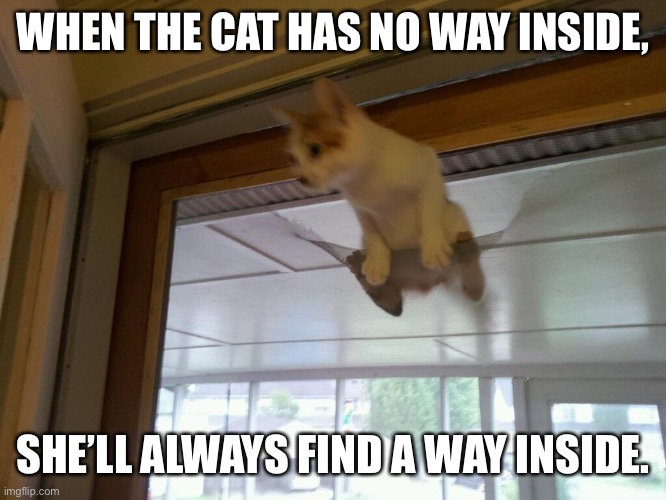 Kitty Door | WHEN THE CAT HAS NO WAY INSIDE, SHE’LL ALWAYS FIND A WAY INSIDE. | image tagged in kitty door | made w/ Imgflip meme maker