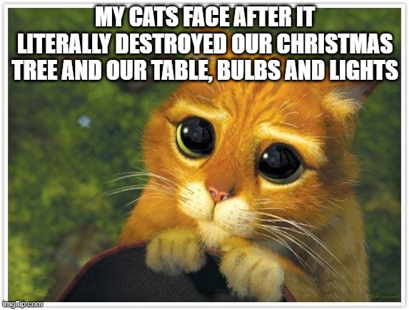 Its so tru | MY CATS FACE AFTER IT LITERALLY DESTROYED OUR CHRISTMAS TREE AND OUR TABLE, BULBS AND LIGHTS | image tagged in memes,shrek cat,cats,cat | made w/ Imgflip meme maker