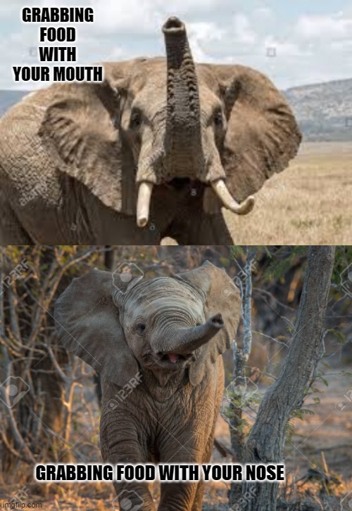 Elephant Drake Meme Template Meme Thing | GRABBING FOOD WITH YOUR MOUTH; GRABBING FOOD WITH YOUR NOSE | image tagged in drake hotline bling | made w/ Imgflip meme maker