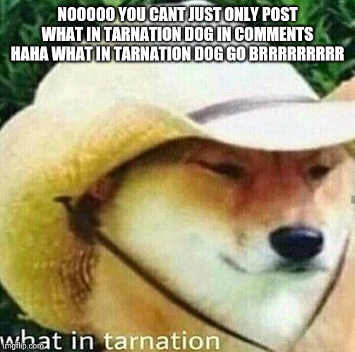 What in tarnation dog | NOOOOO YOU CANT JUST ONLY POST WHAT IN TARNATION DOG IN COMMENTS
HAHA WHAT IN TARNATION DOG GO BRRRRRRRRR | image tagged in what in tarnation dog | made w/ Imgflip meme maker