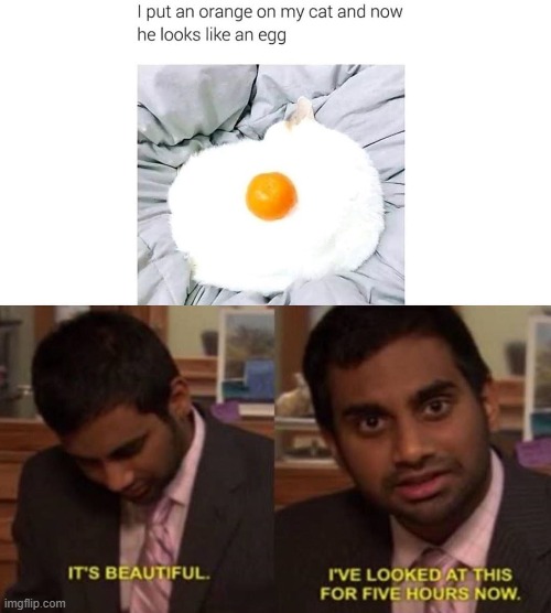 aw cat, not its EGG | image tagged in funny,cats,eggs,like,orange,beautiful | made w/ Imgflip meme maker
