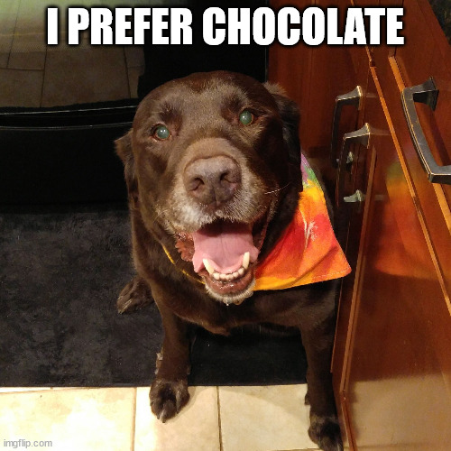 Chuckie the Chocolate Lab #TeamChuckie  | I PREFER CHOCOLATE | image tagged in chuckie the chocolate lab teamchuckie | made w/ Imgflip meme maker