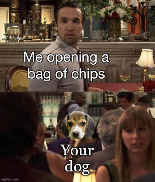 Your
dog | made w/ Imgflip meme maker