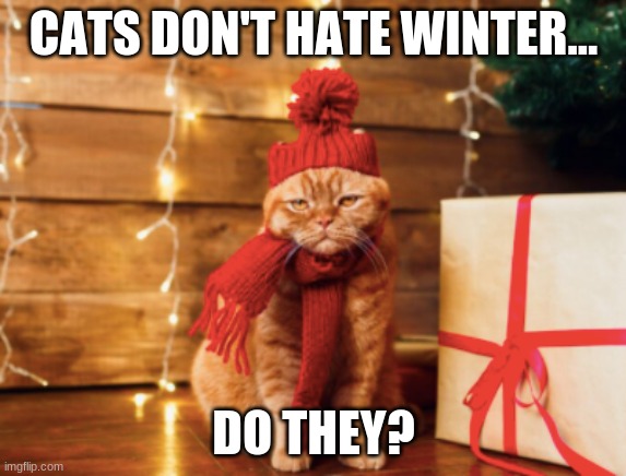 Cats hate winter. |  CATS DON'T HATE WINTER... DO THEY? | image tagged in funny memes,memes,cats,christmas | made w/ Imgflip meme maker