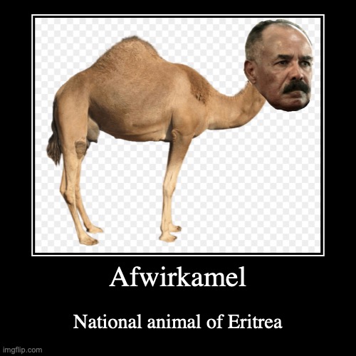 Afwirkamel | image tagged in funny,demotivationals,eritrea | made w/ Imgflip demotivational maker