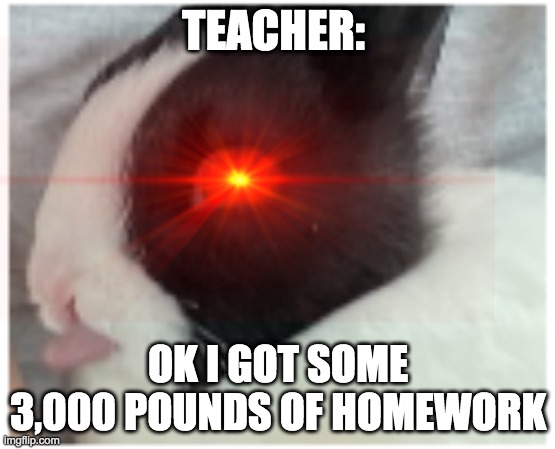 Teacher be like | TEACHER:; OK I GOT SOME 3,000 POUNDS OF HOMEWORK | image tagged in bunny | made w/ Imgflip meme maker