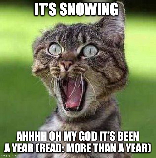 Shocked Cat | IT’S SNOWING; AHHHH OH MY GOD IT’S BEEN A YEAR (READ: MORE THAN A YEAR) | image tagged in shocked cat | made w/ Imgflip meme maker