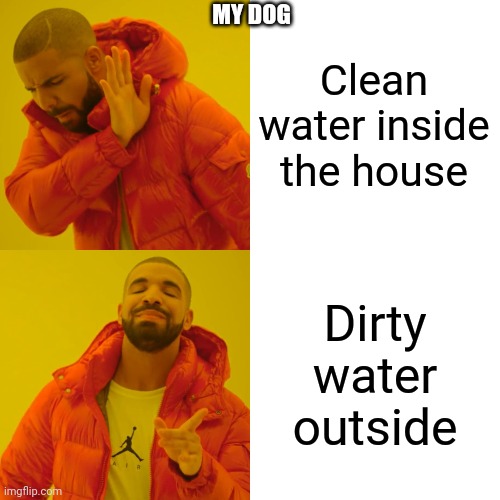 Dog logic | MY DOG; Clean water inside the house; Dirty water outside | image tagged in memes,drake hotline bling | made w/ Imgflip meme maker