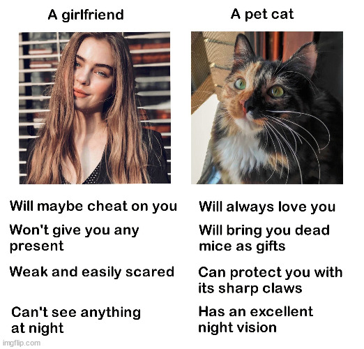 image tagged in cats | made w/ Imgflip meme maker
