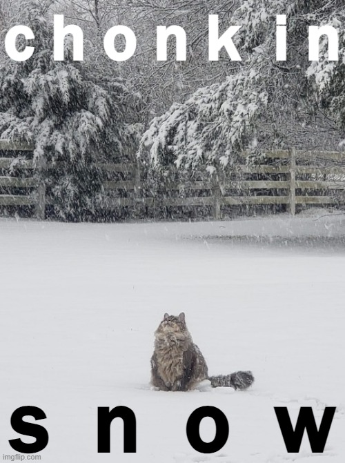 just a heckin' chonk in a snowstorm | c h o n k  i n; s  n  o  w | image tagged in chonk in snow,cat,snow,snowstorm,cats,fat cat | made w/ Imgflip meme maker