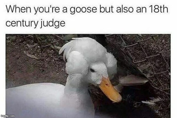 G o o s e | image tagged in goose | made w/ Imgflip meme maker