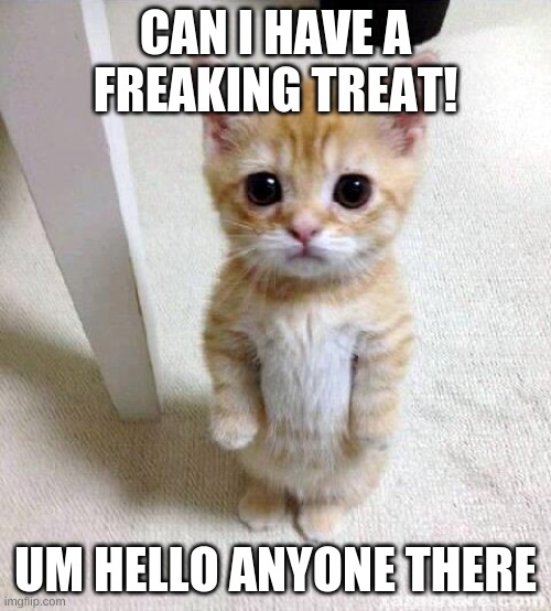 Cute Cat | CAN I HAVE A FREAKING TREAT! UM HELLO ANYONE THERE | image tagged in memes,cute cat | made w/ Imgflip meme maker