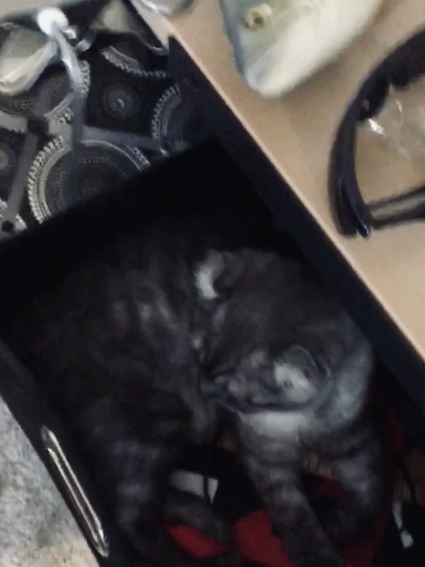 No way cat Blank Meme Template