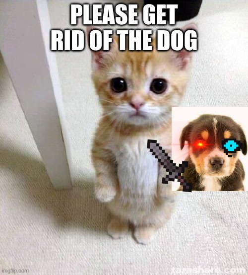 Cute Cat Meme | PLEASE GET RID OF THE DOG | image tagged in memes,cute cat | made w/ Imgflip meme maker