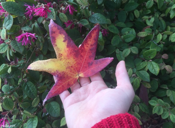 This pretty leaf I found | image tagged in leaf,pretty,red,yellow,photo | made w/ Imgflip meme maker