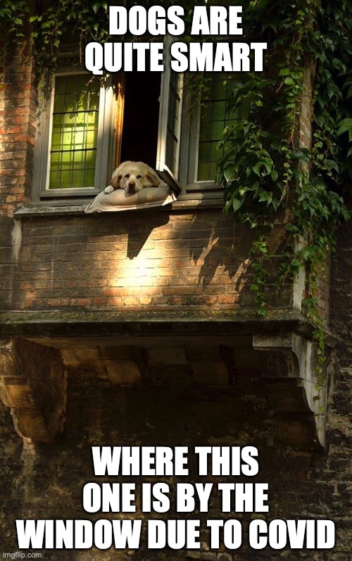Dog by the Window | DOGS ARE QUITE SMART; WHERE THIS ONE IS BY THE WINDOW DUE TO COVID | image tagged in dog,windows,memes | made w/ Imgflip meme maker