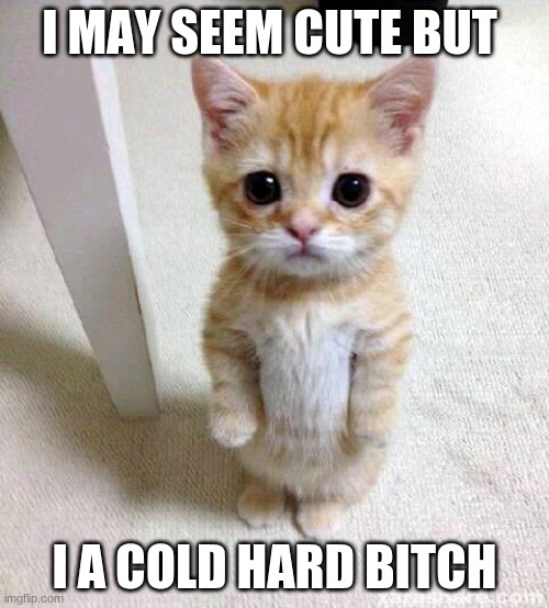 Cute Cat Meme | I MAY SEEM CUTE BUT; I A COLD HARD BITCH | image tagged in memes,cute cat | made w/ Imgflip meme maker