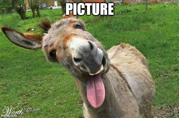 Laughing Donkey | PICTURE | image tagged in laughing donkey | made w/ Imgflip meme maker