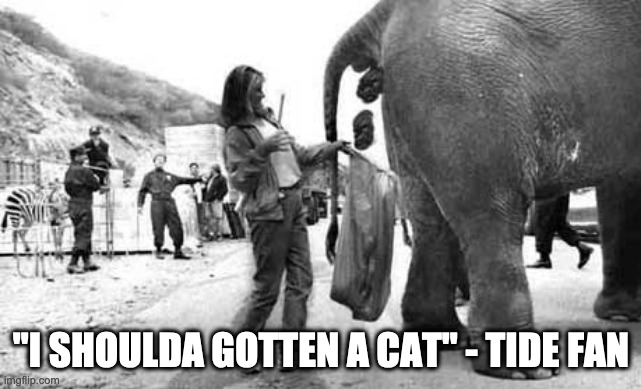 Tide Fan | "I SHOULDA GOTTEN A CAT" - TIDE FAN | image tagged in elephant poop bad day | made w/ Imgflip meme maker