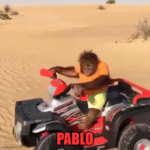 Pablo | PABLO | image tagged in orangutan | made w/ Imgflip meme maker