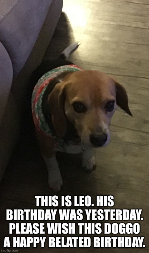 THIS IS LEO. HIS BIRTHDAY WAS YESTERDAY. PLEASE WISH THIS DOGGO A HAPPY BELATED BIRTHDAY. | made w/ Imgflip meme maker