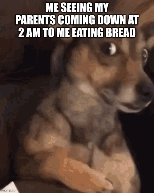 Me at 2 am | ME SEEING MY PARENTS COMING DOWN AT 2 AM TO ME EATING BREAD | image tagged in dogs | made w/ Imgflip meme maker