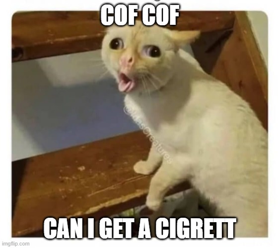 Coughing Cat | COF COF; CAN I GET A CIGRETT | image tagged in coughing cat | made w/ Imgflip meme maker