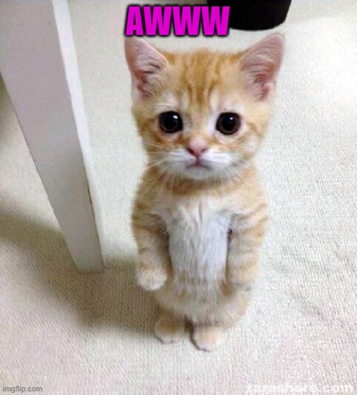 Cute Cat Meme | AWWW | image tagged in memes,cute cat | made w/ Imgflip meme maker