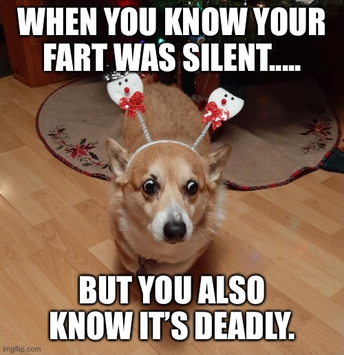 Dog Christmas fart | WHEN YOU KNOW YOUR FART WAS SILENT..... BUT YOU ALSO KNOW IT’S DEADLY. | image tagged in dogs | made w/ Imgflip meme maker