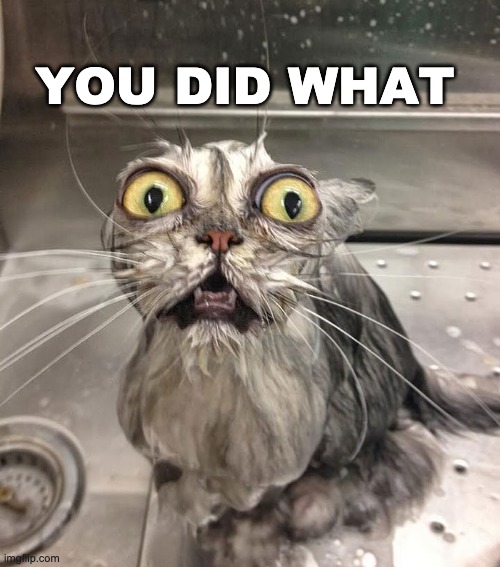 me everyday | YOU DID WHAT | image tagged in cats,angry wet cat,memes | made w/ Imgflip meme maker